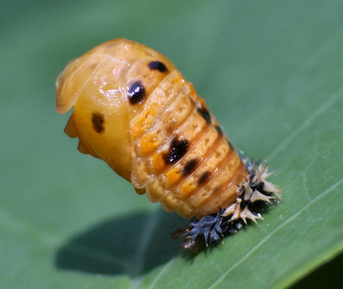 una carrellata di Harmonia axyridis nelle fasi di sviluppo